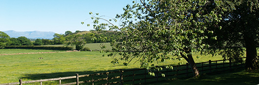 View from the patio